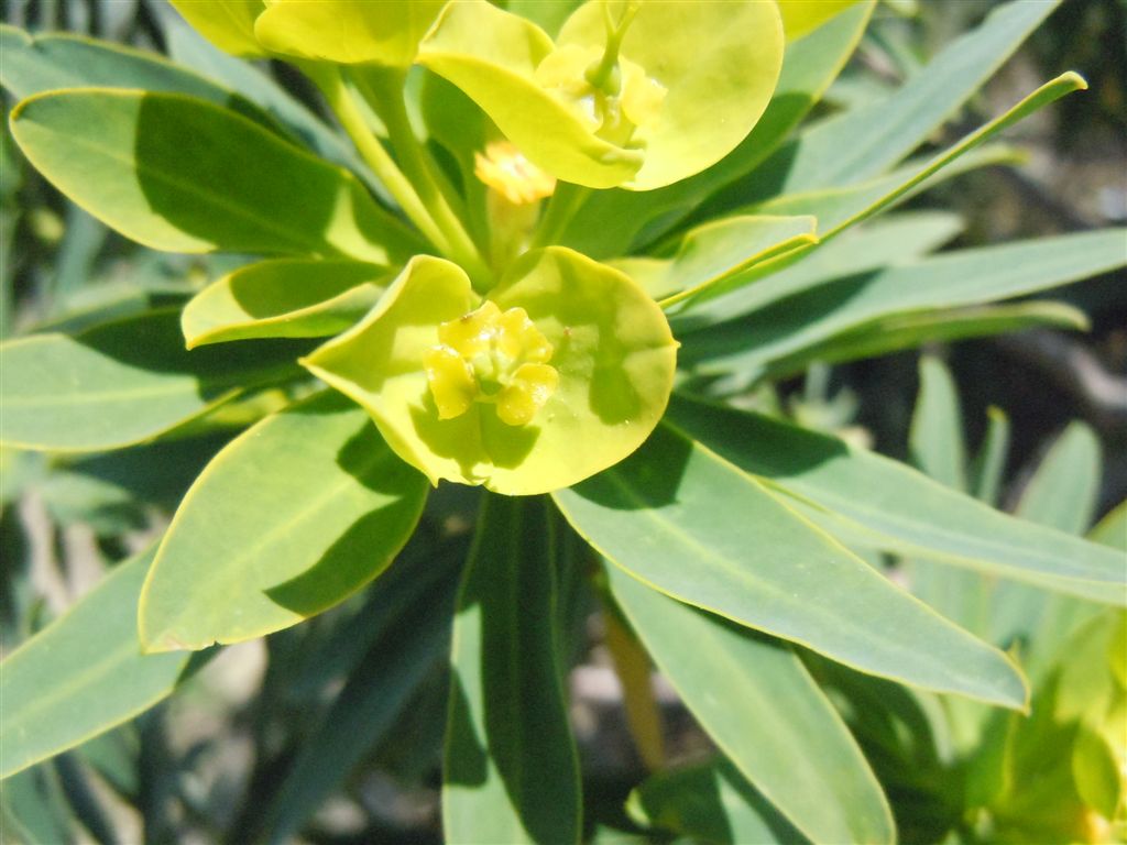 Capo Miseno (NA) :Euphorbia dendroides